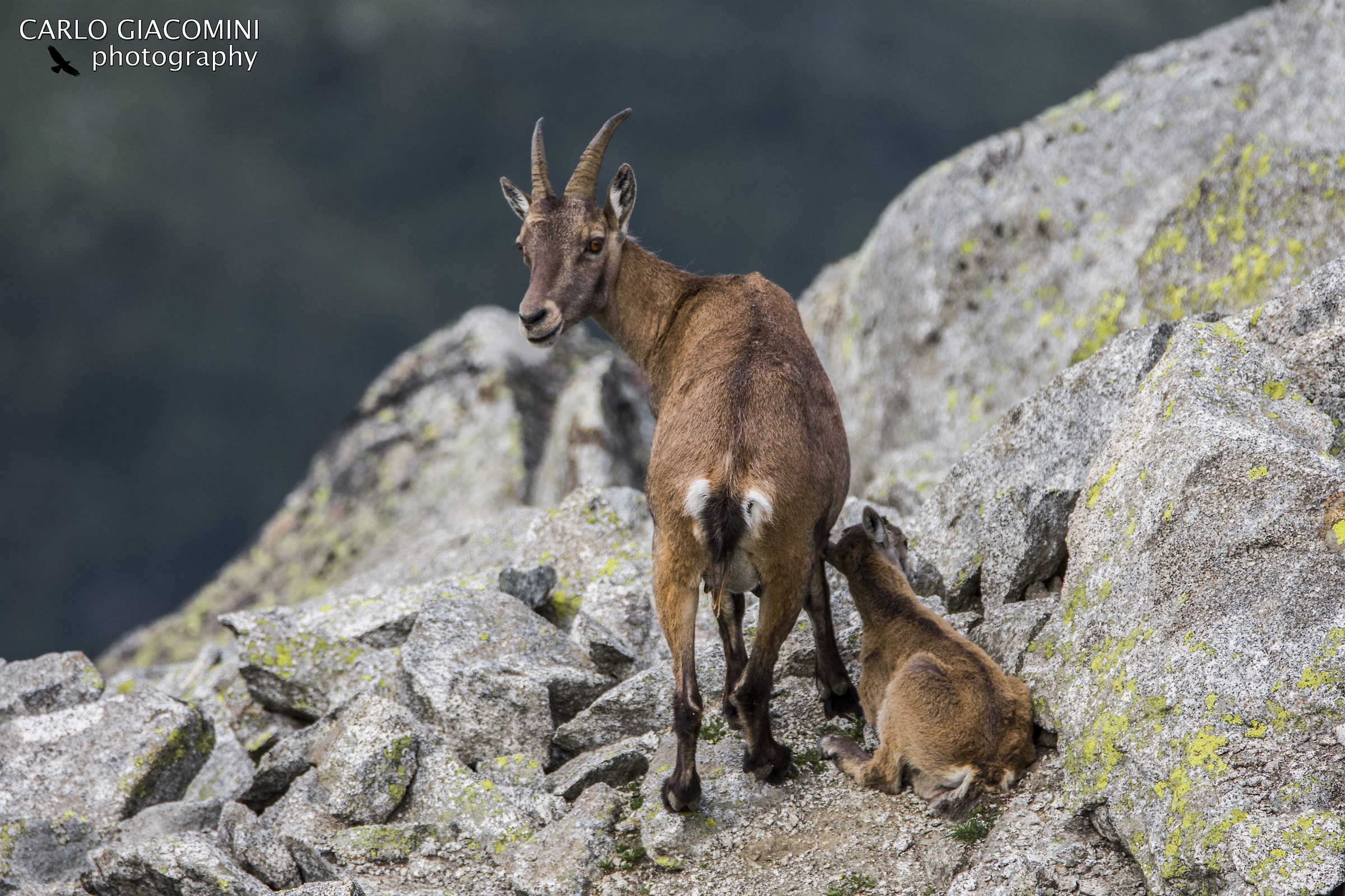 Stambecchi sul sentiero dei fiori