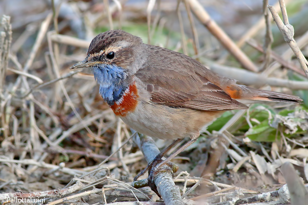 Bluethroat (Luscinia svecica)