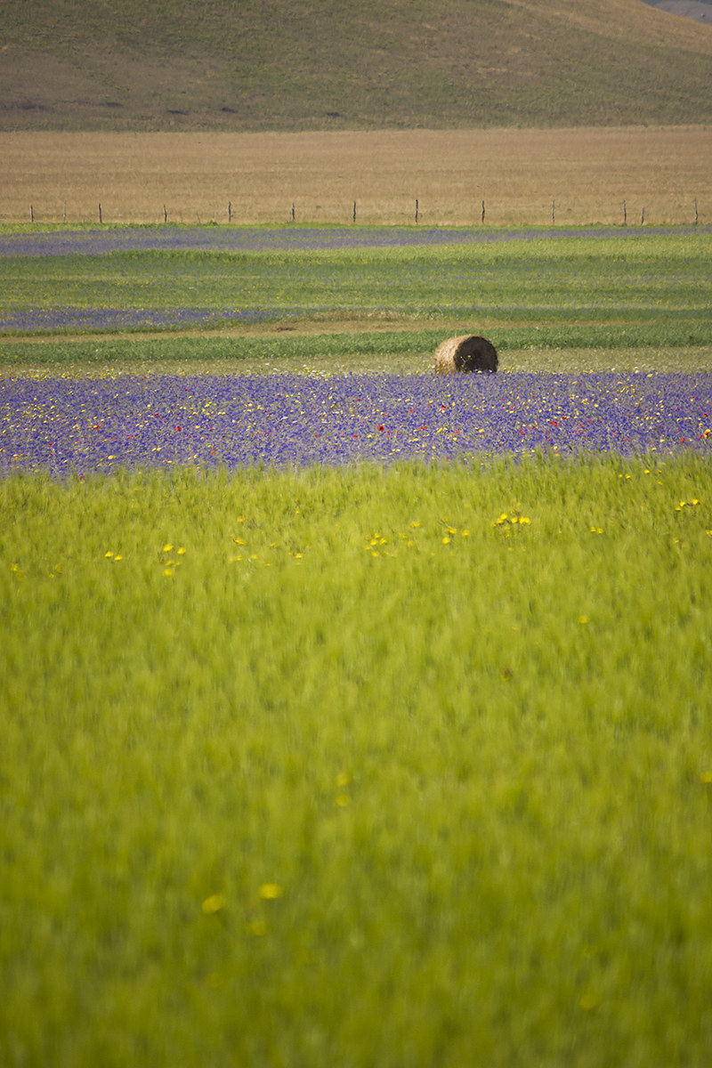 Castelluccio di Norcia (Umbria)