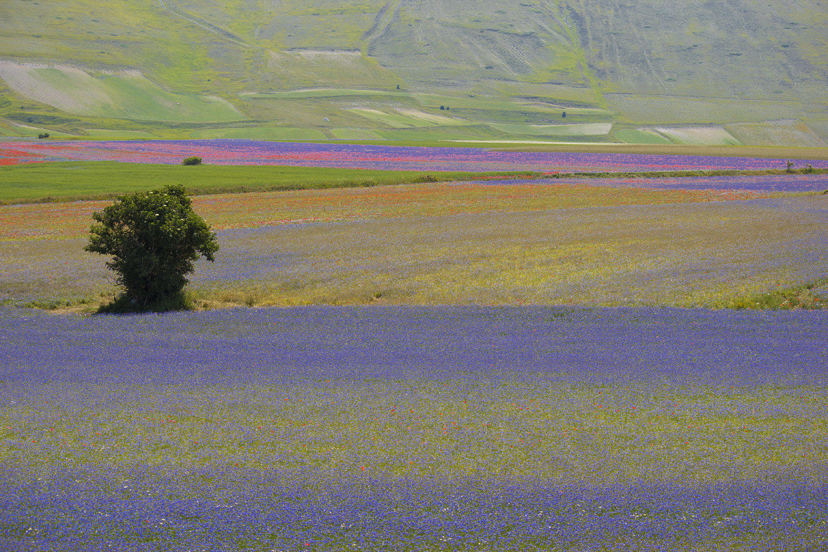 Castelluccio di Norcia (Umbria)