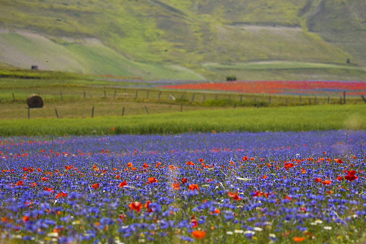 Castelluccio di Norcia (Umbria)