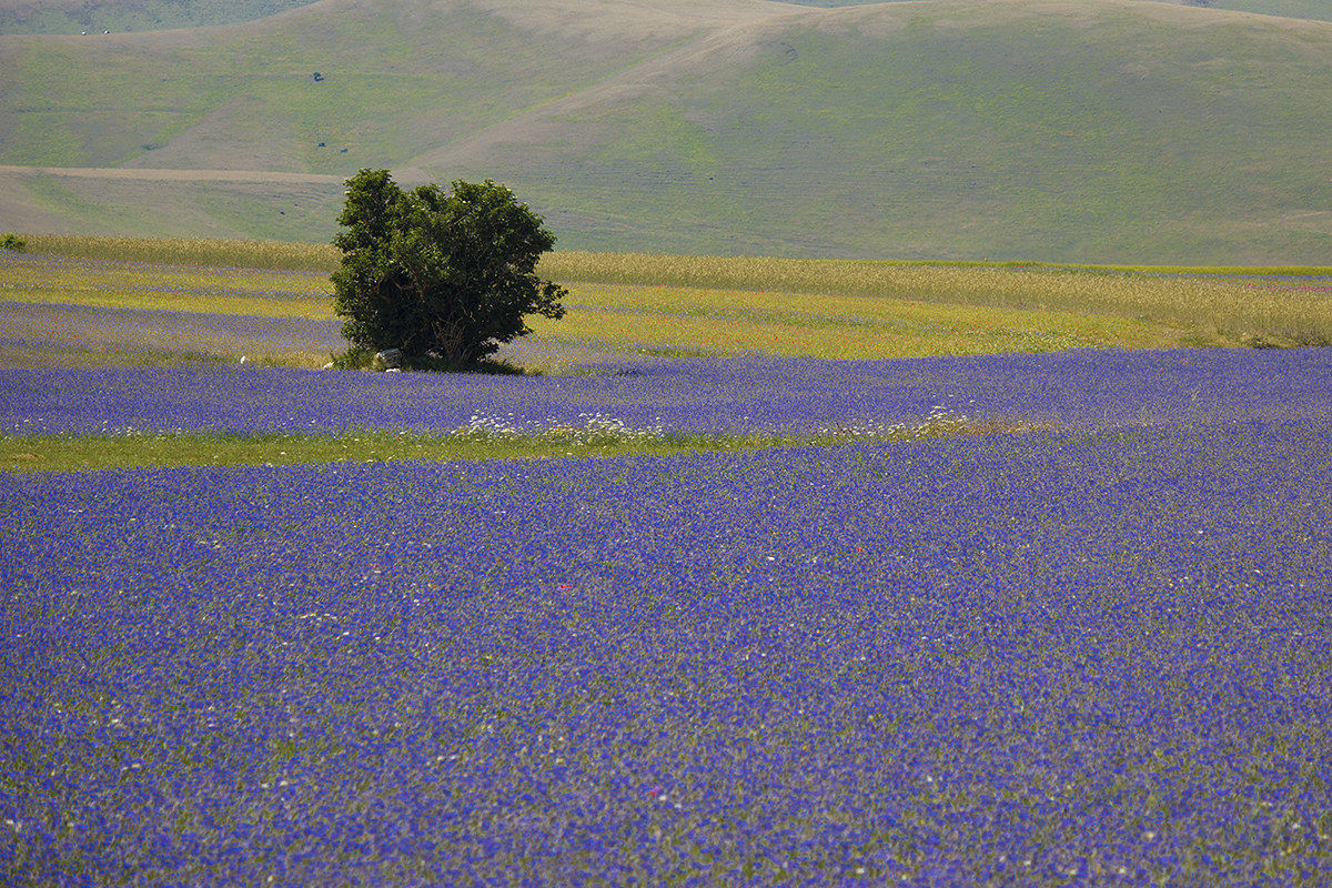 Castelluccio di Norcia (Umbria)