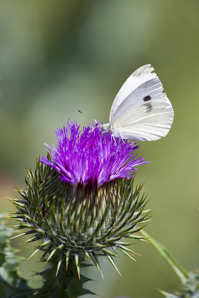 Castelluccio di Norcia (Umbria)