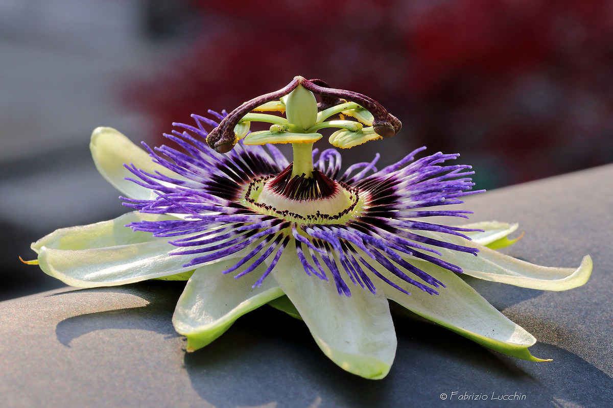 Passiflora