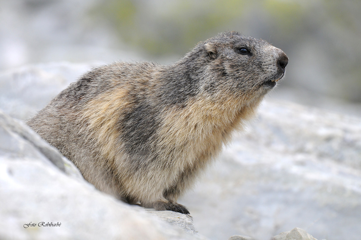 Marmotta in primo piano...