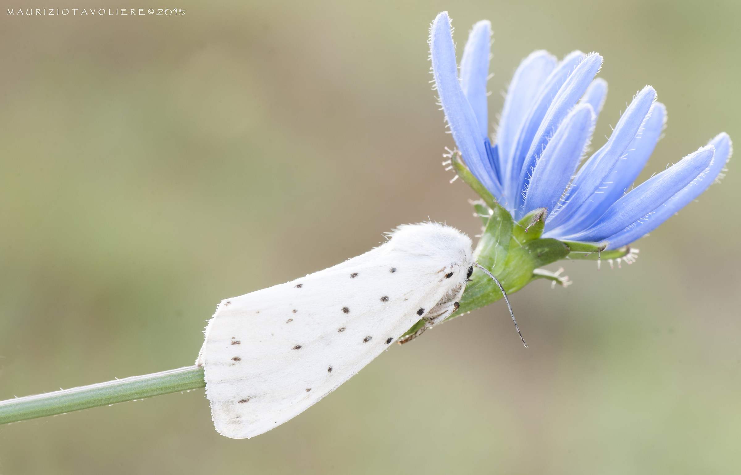 Spilosoma urticae (Esper, 1789)