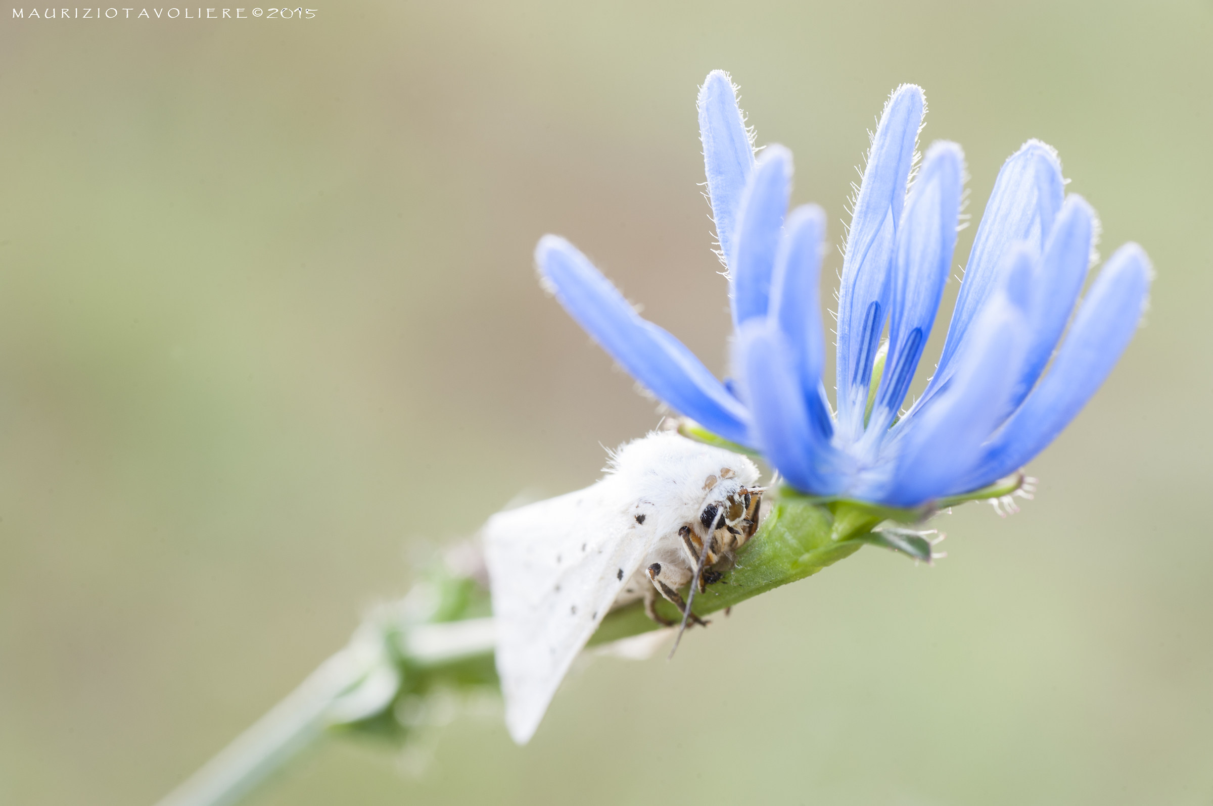 Spilosoma urticae (Esper, 1789)