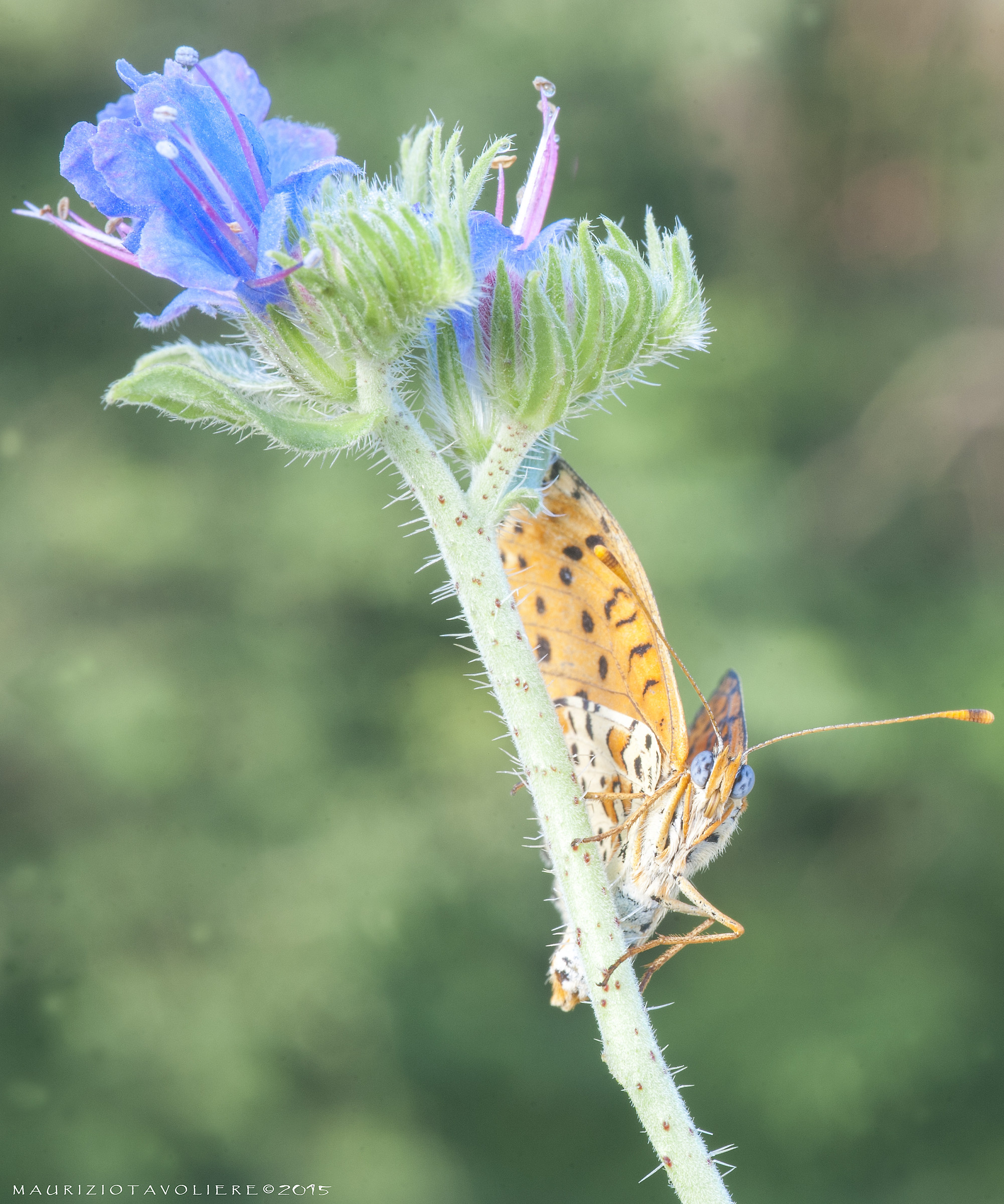 Melitaea didyma (Esper, 1779)