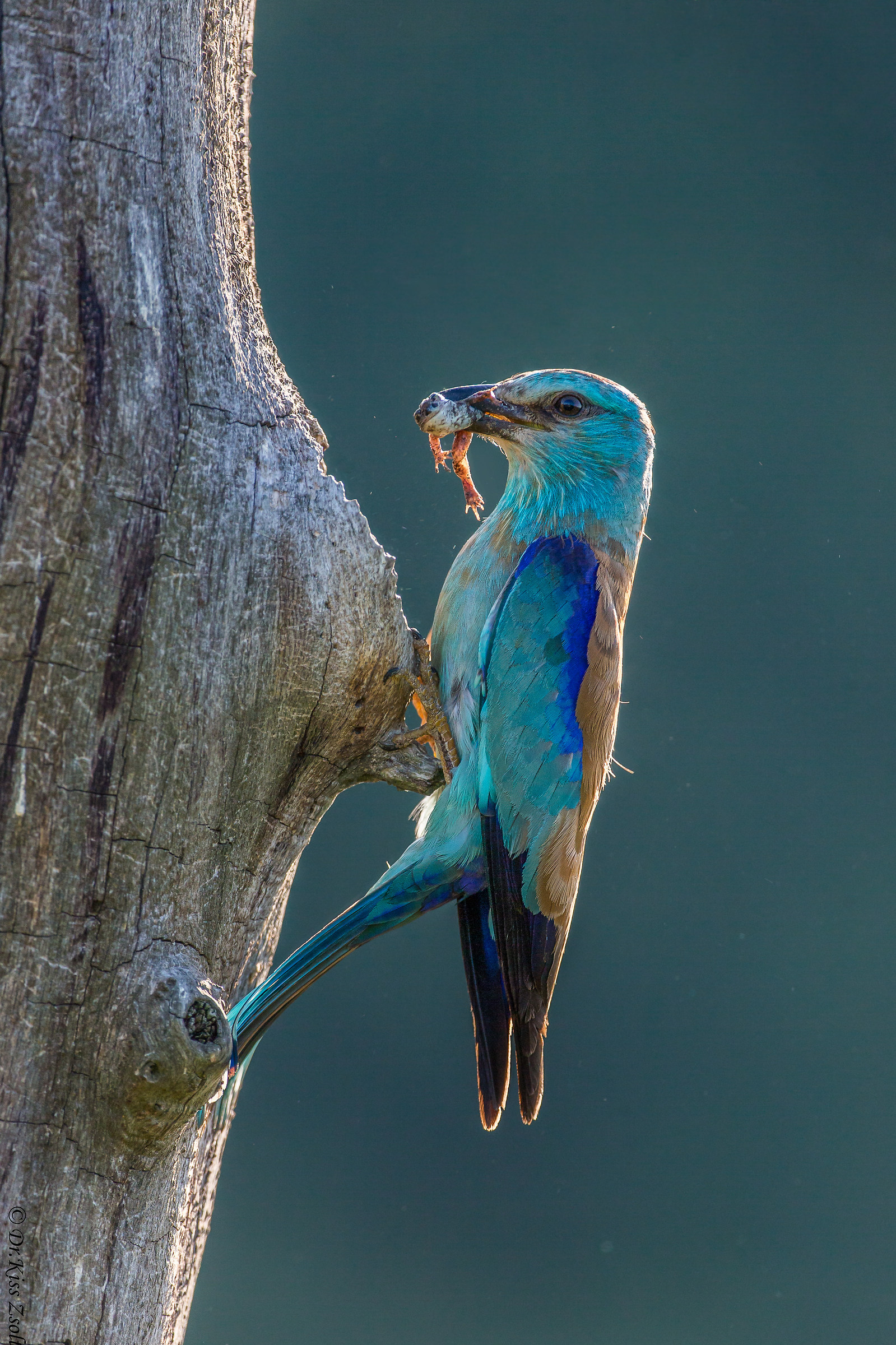 Frog per la prima colazione