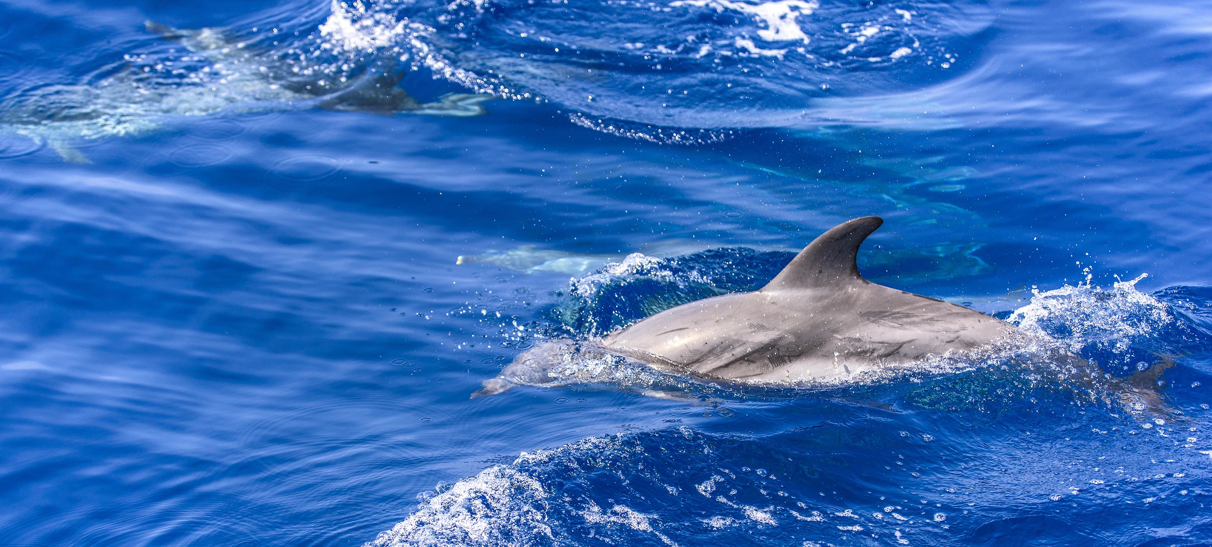 Delfini Isola d'elba
