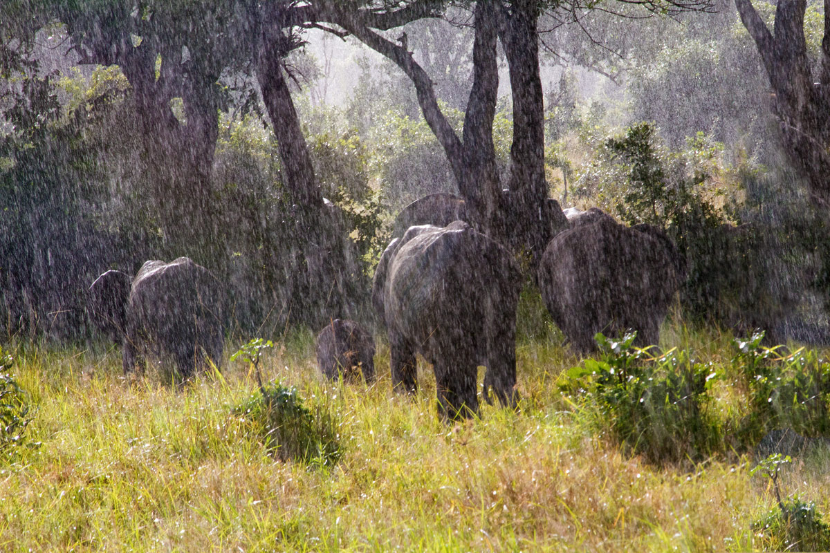 Rains, the South Luangwa