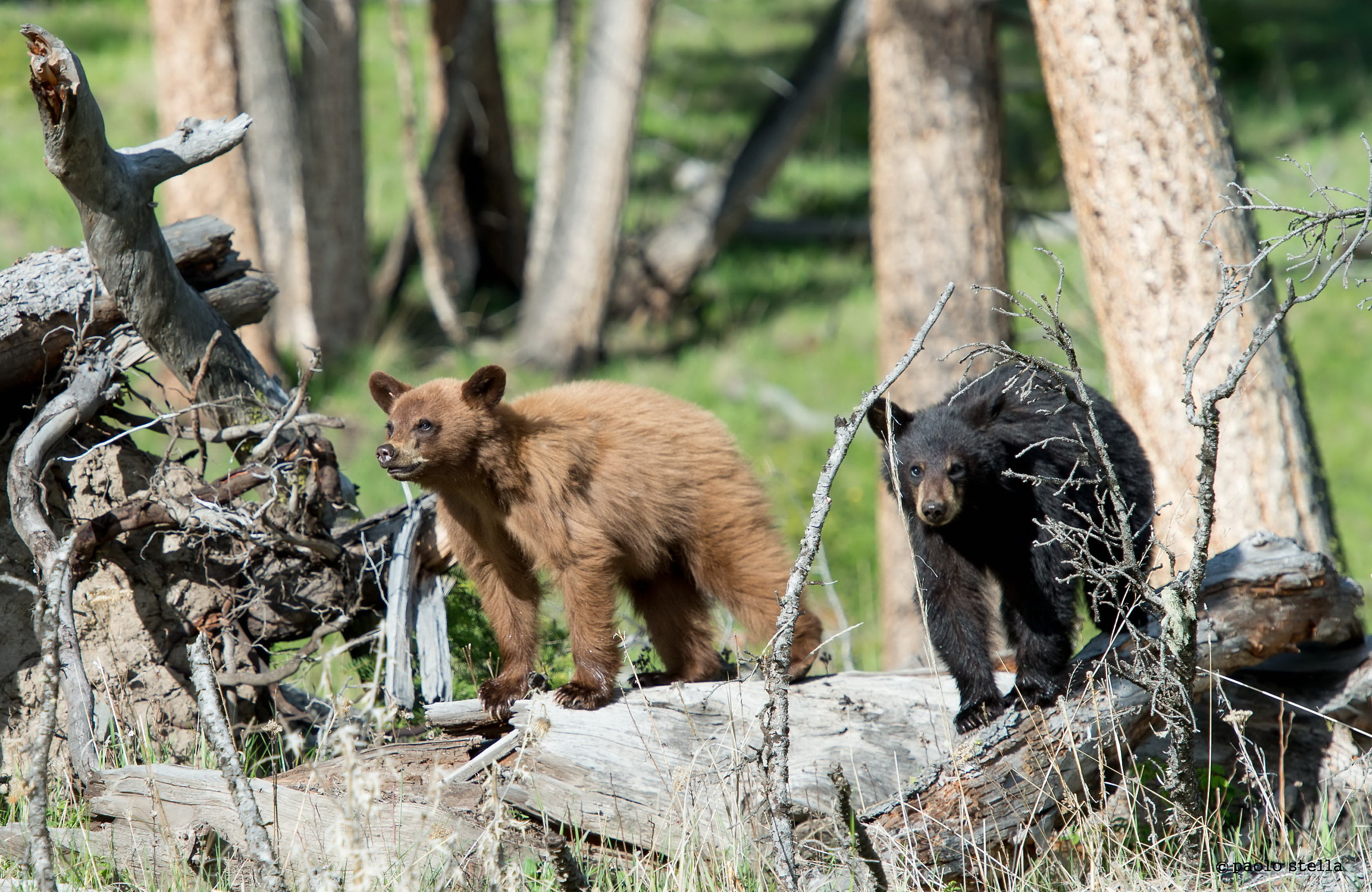 black bear: 2 brothers