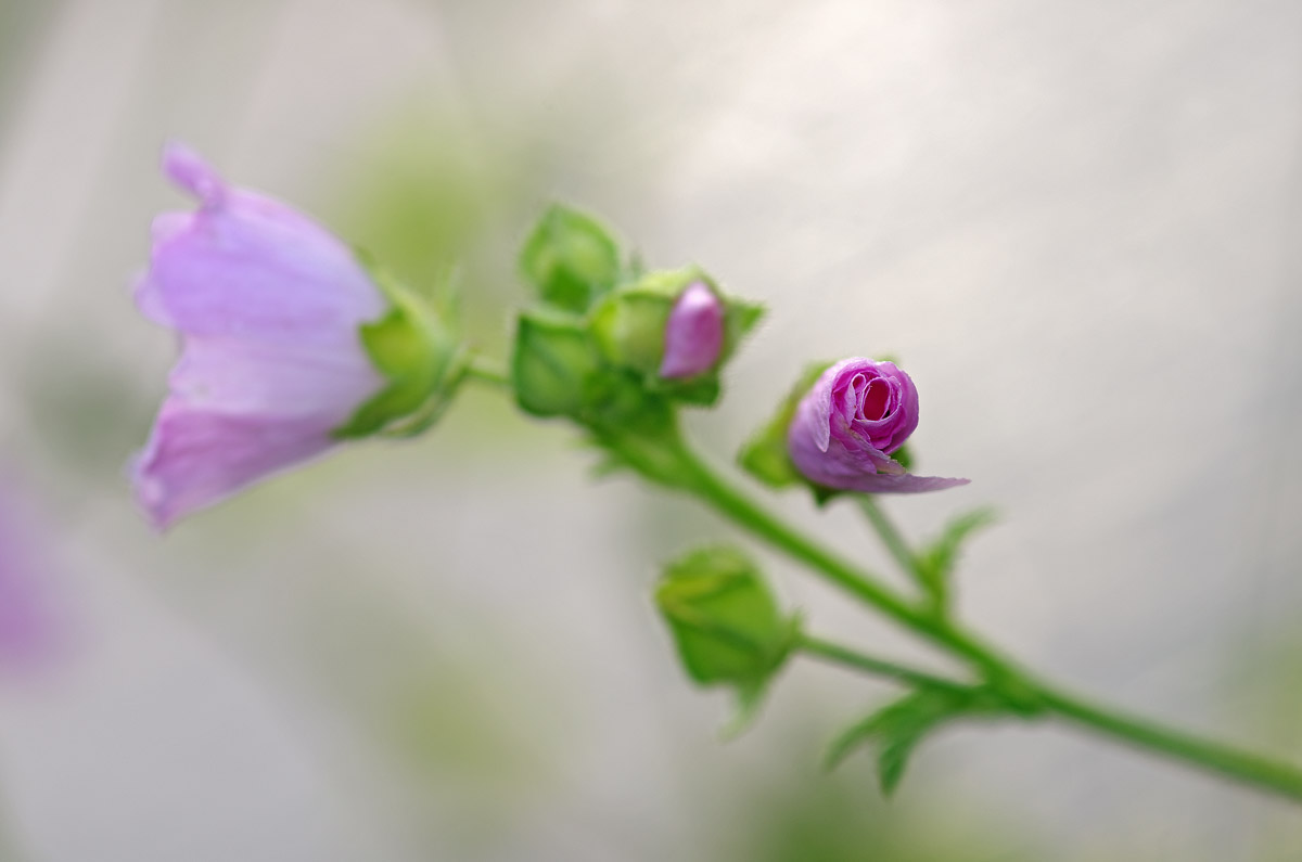 Bud of mallow