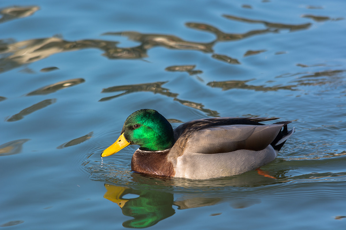 Passeggiatina pomeridiana