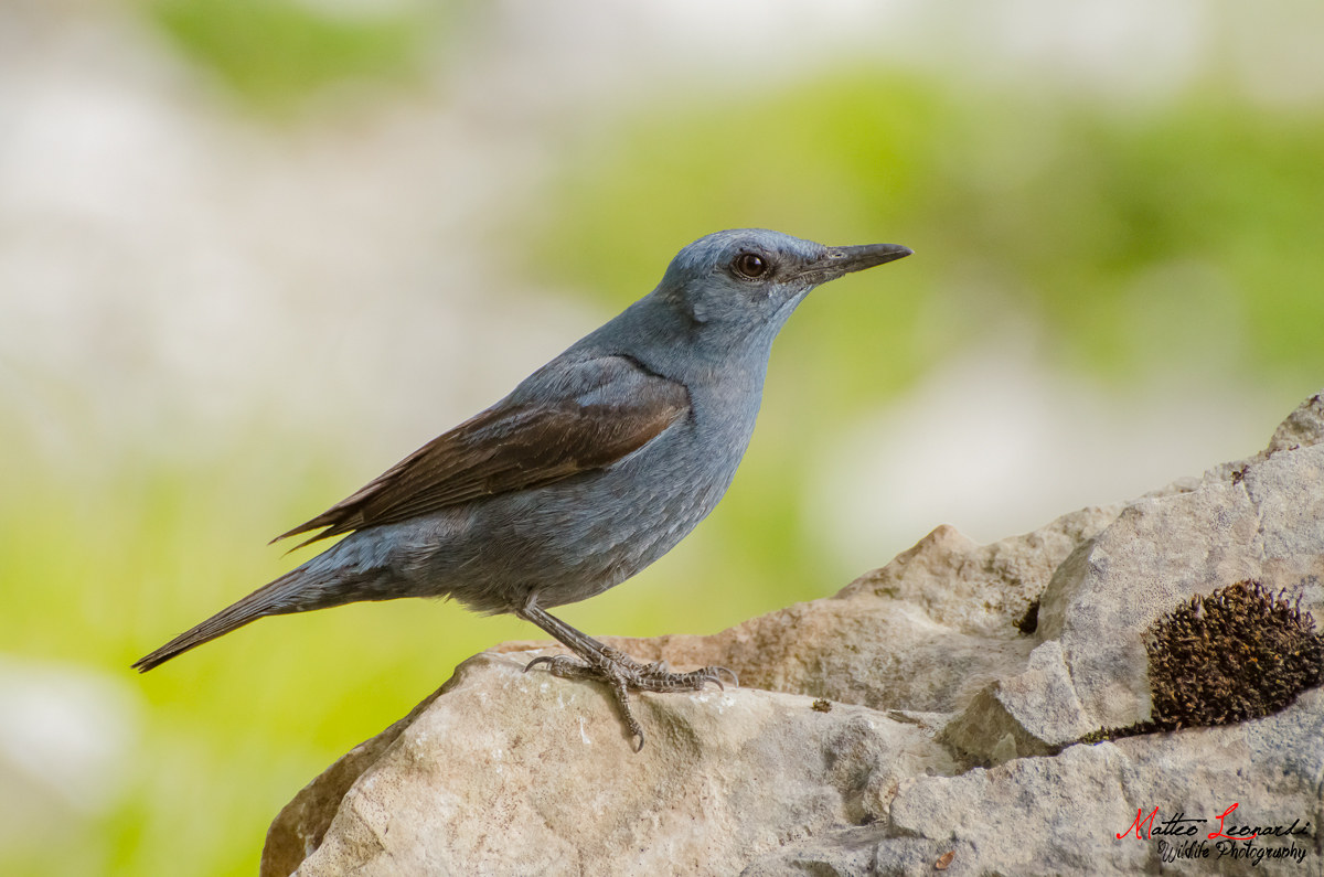Passero Solitario Maschio - Alpi Apuane