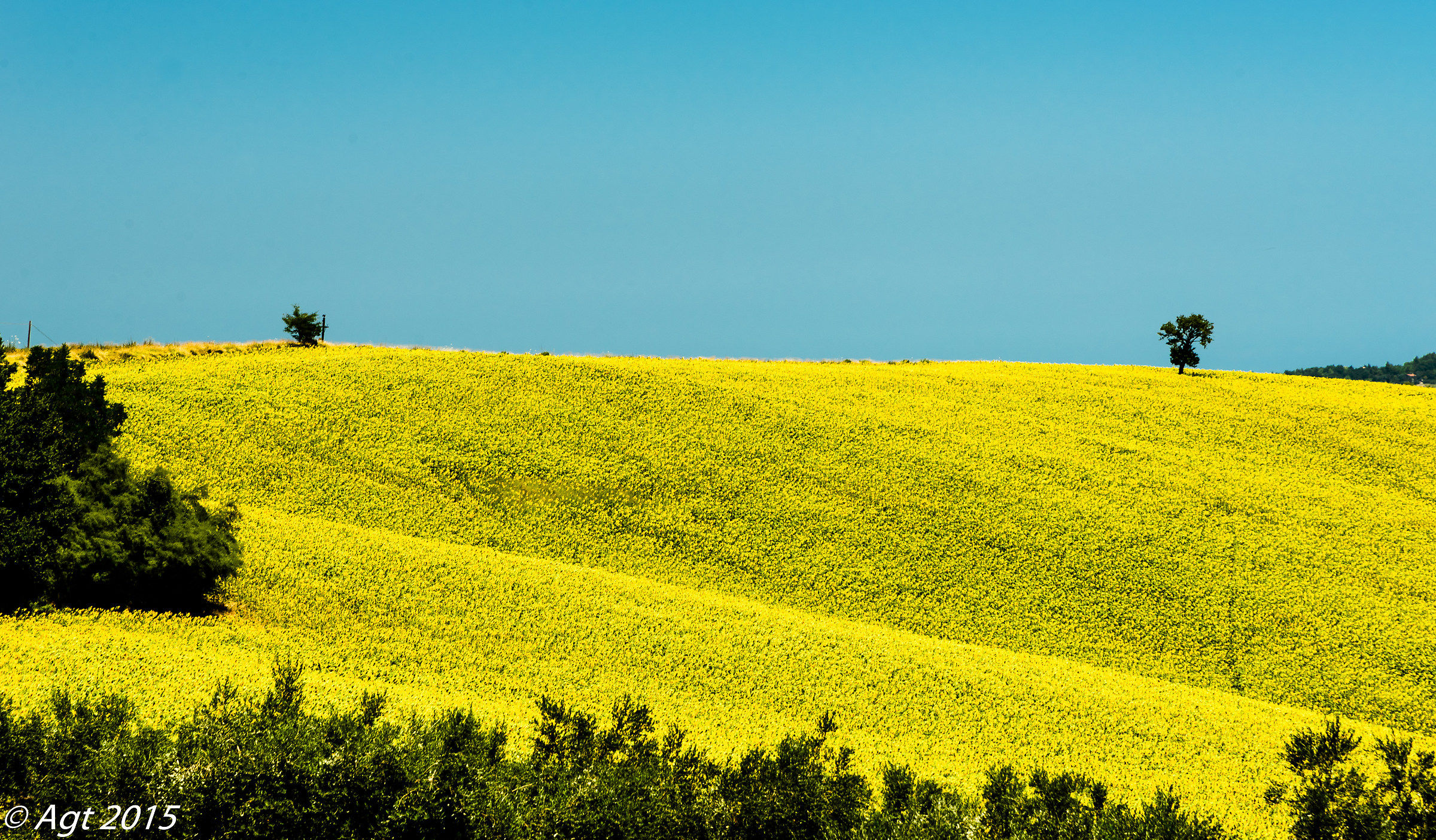 the hill of sunflowers