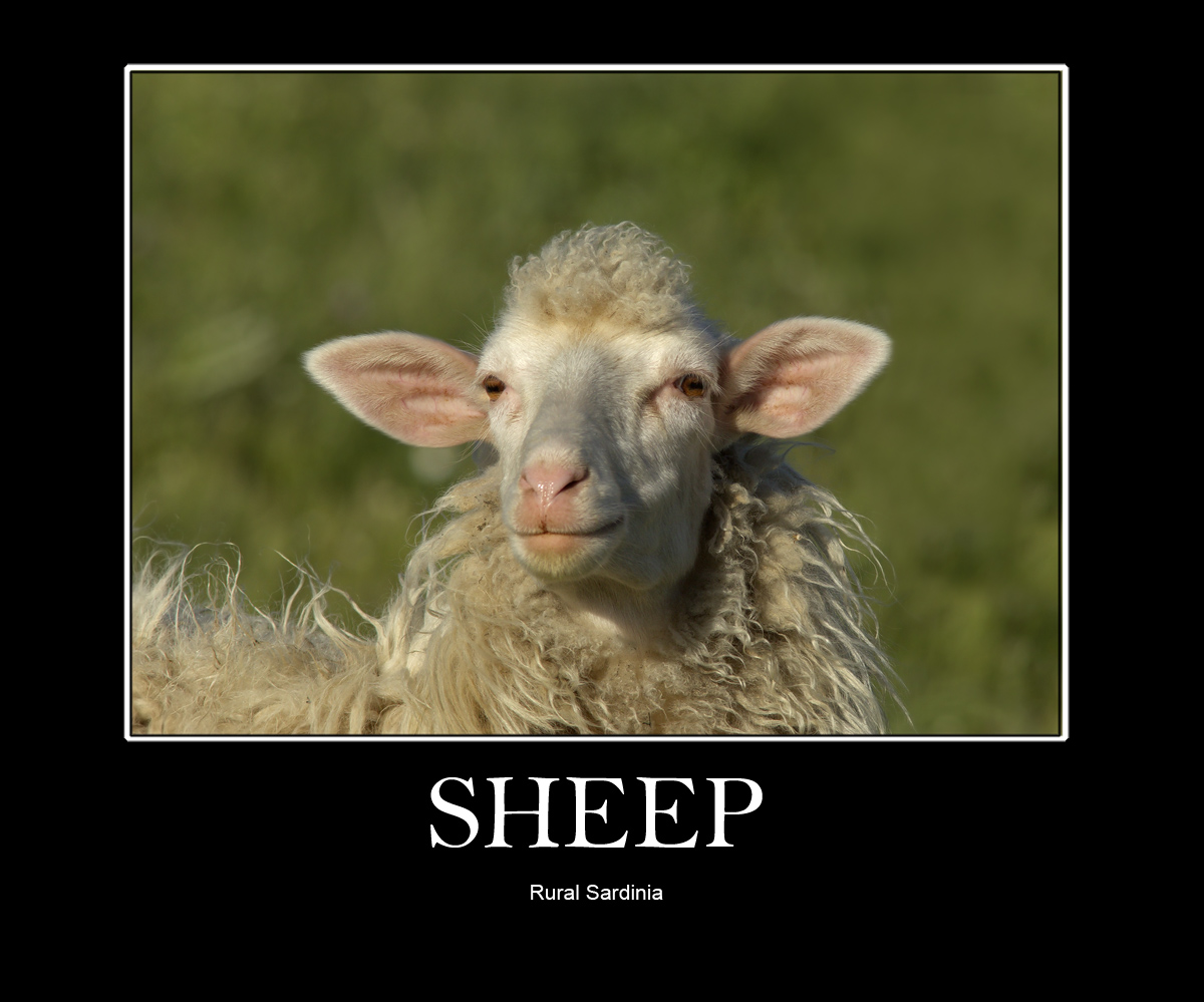 Sheep of sardinia