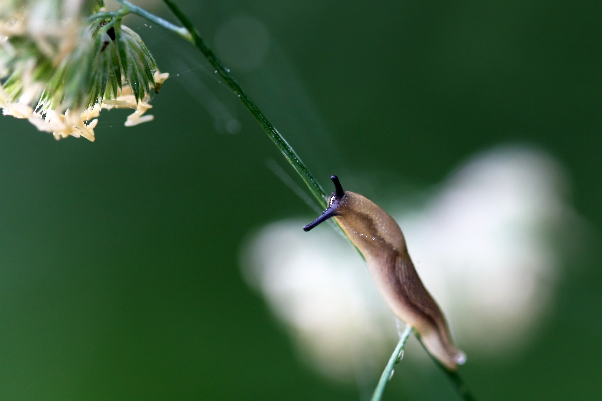 Lento lento...lemme lemme