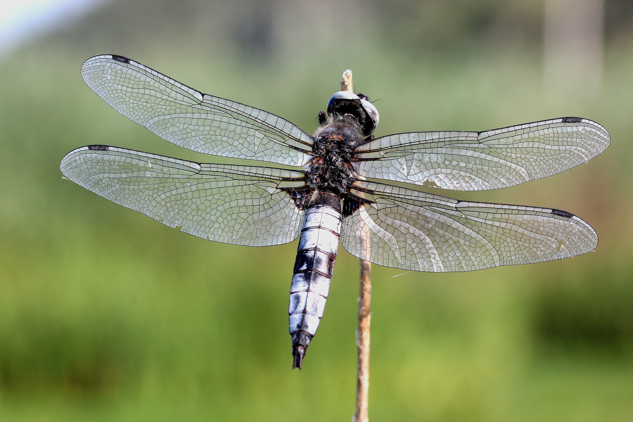 libellula