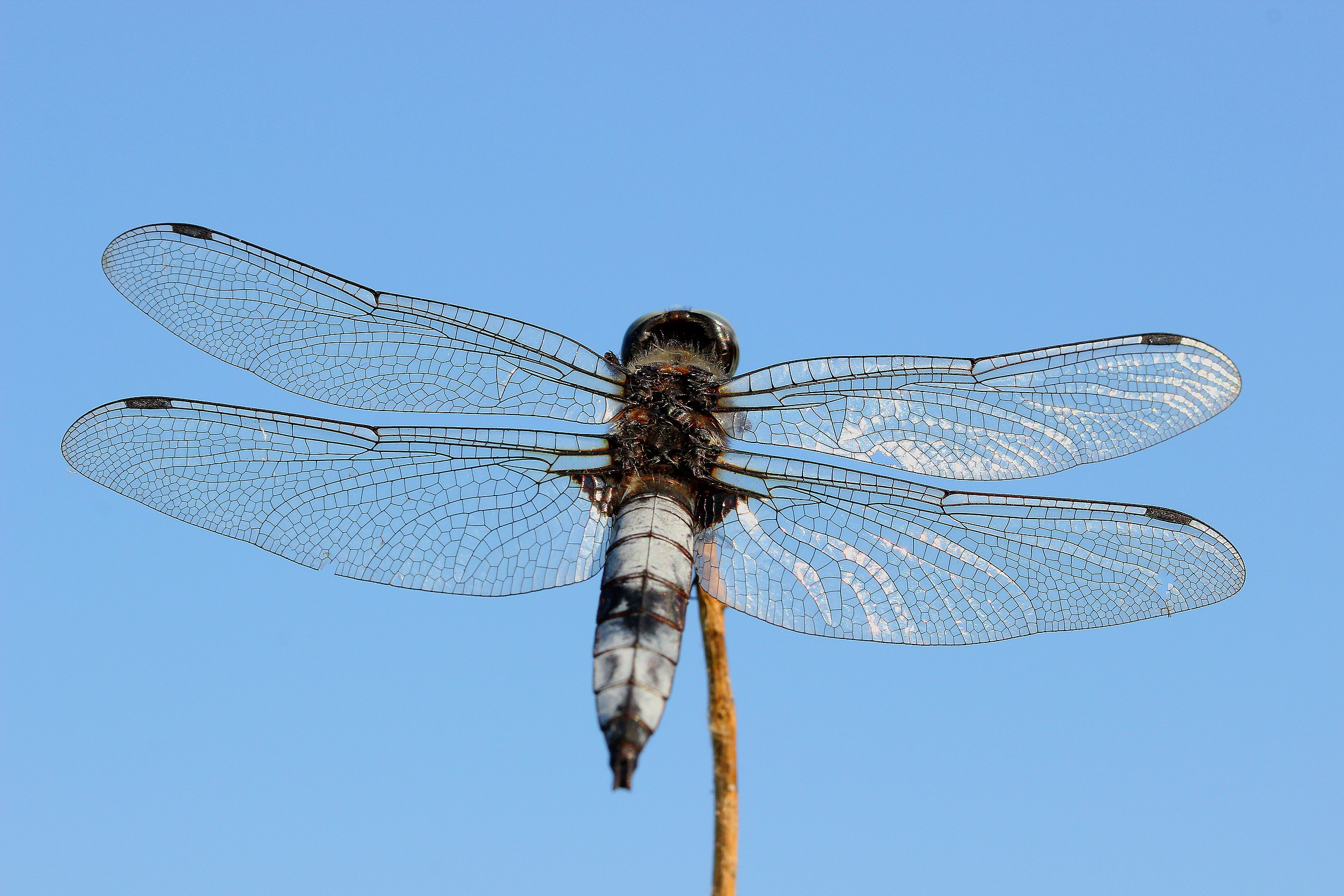 libellula II