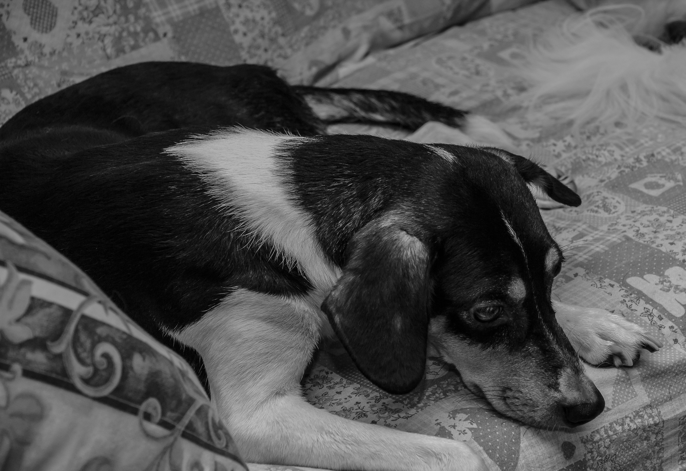 i pensieri di una piccola amica...