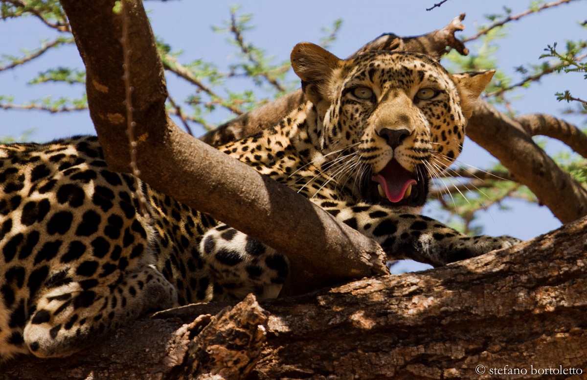 Leopardo - Samburu - Kenya - febbraio 2011