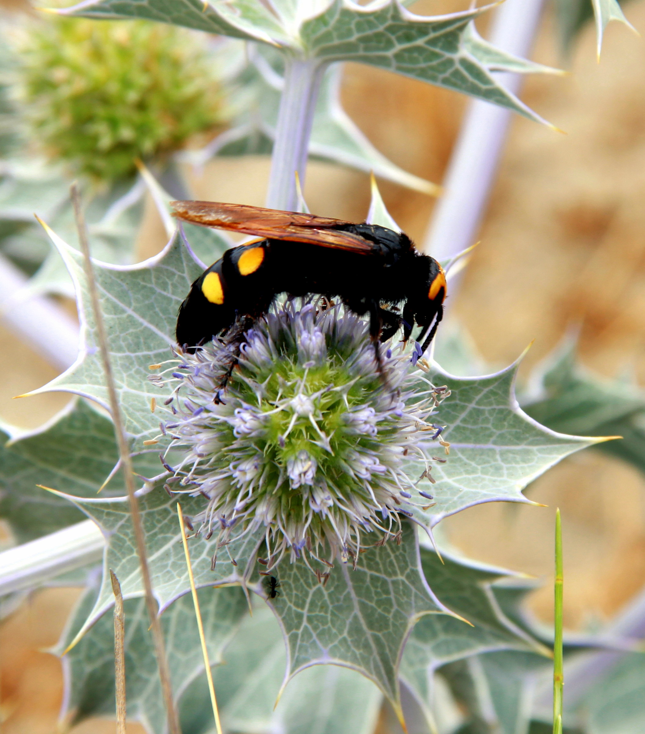 Una vespa gigante sul fiore del cardo