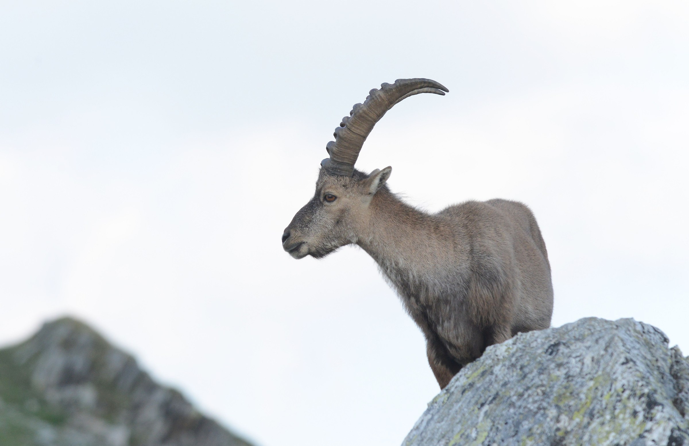 ibex