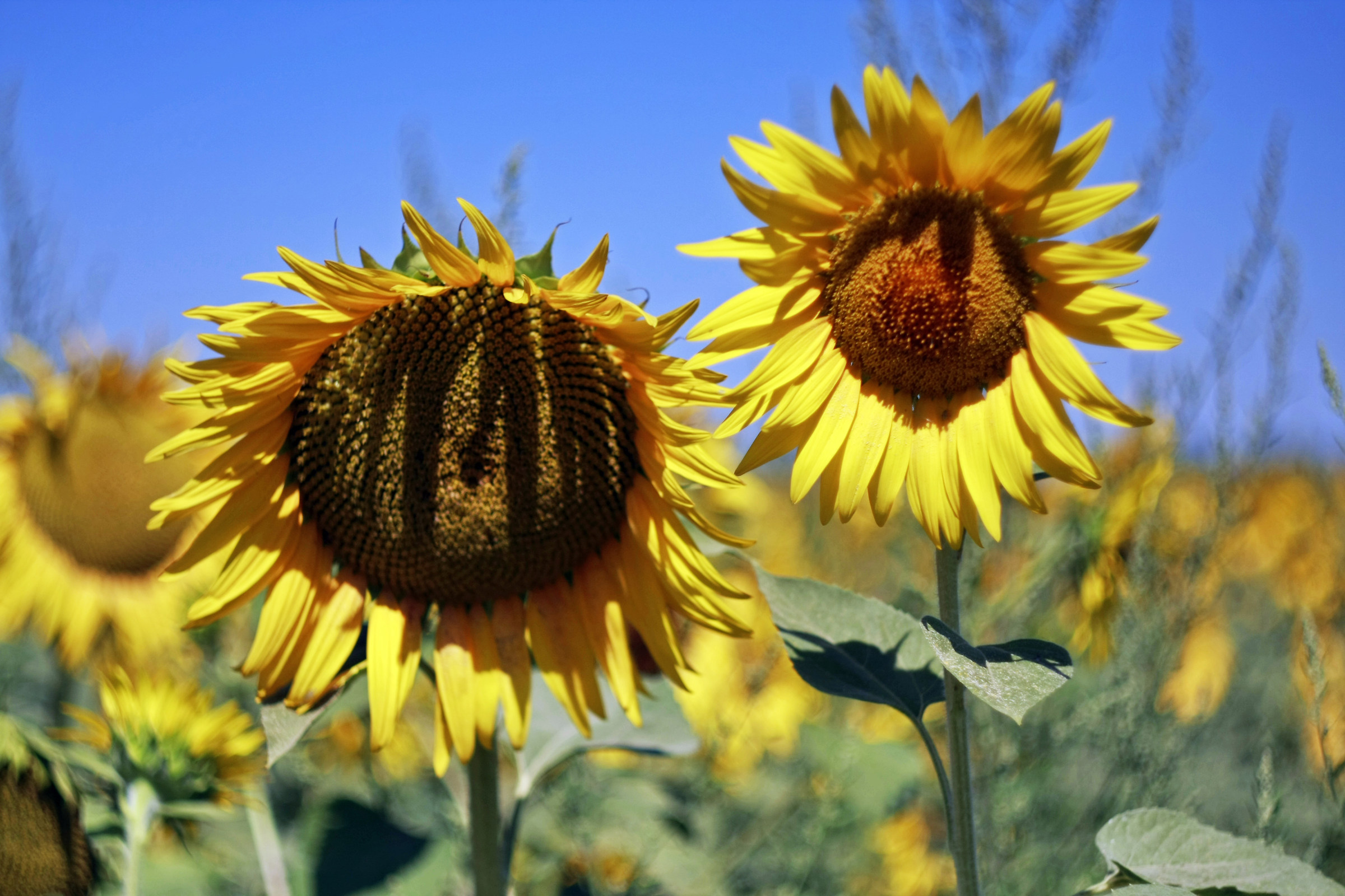 Born under the sign of Gemini