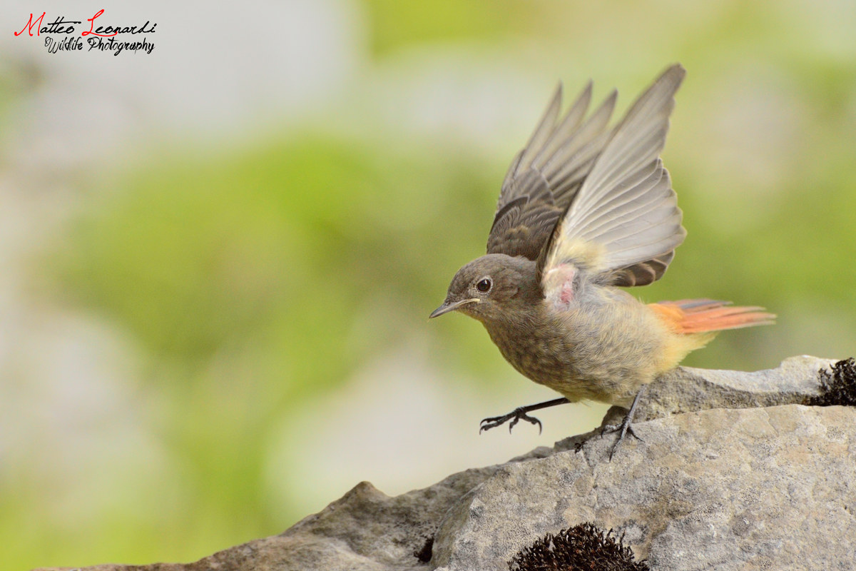 Giovane Codirosso Spazzacamino - Alpi Apuane