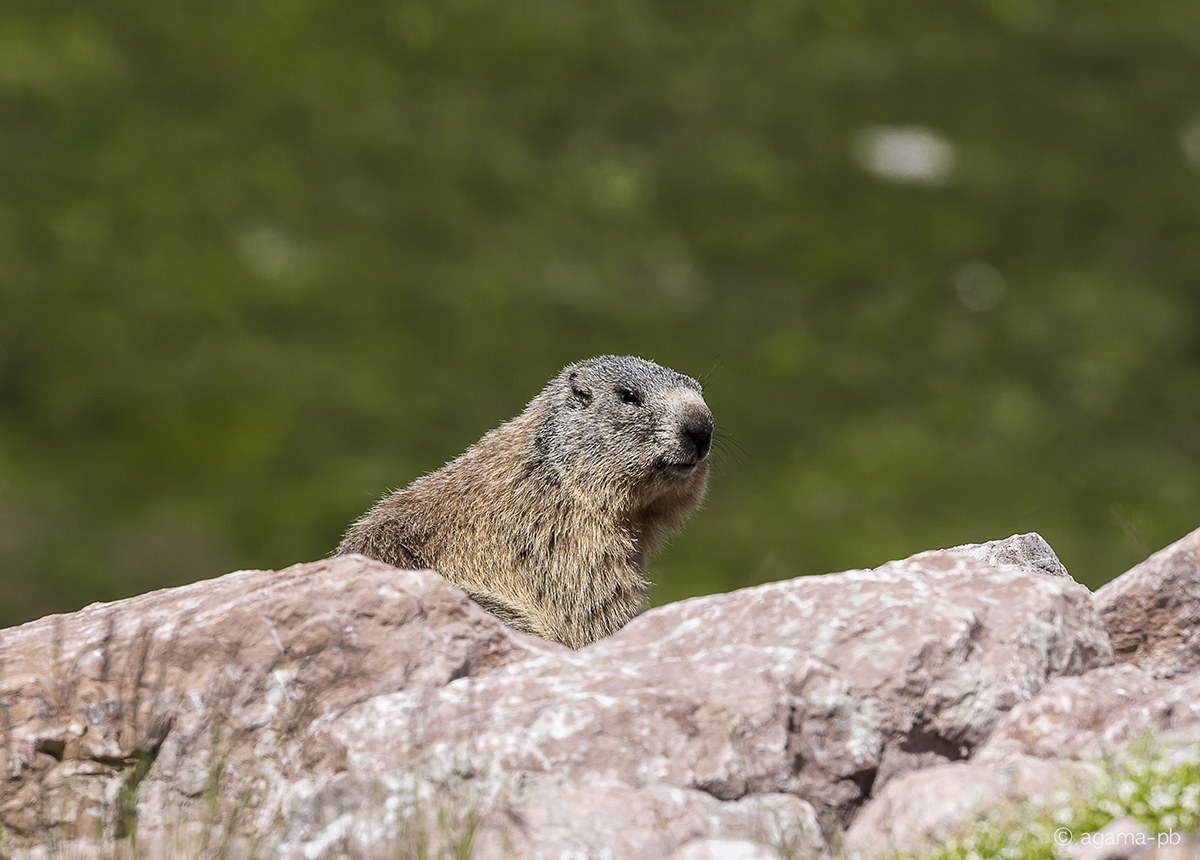 Marmot
