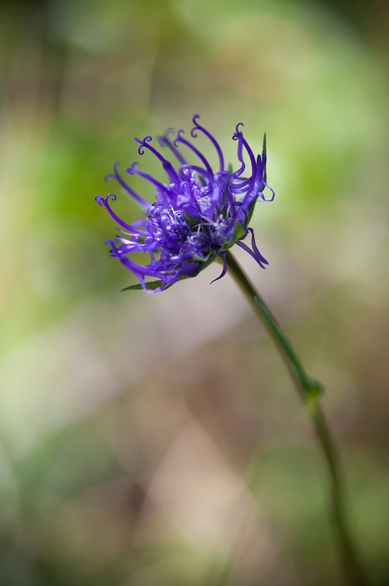 Mountain flowers