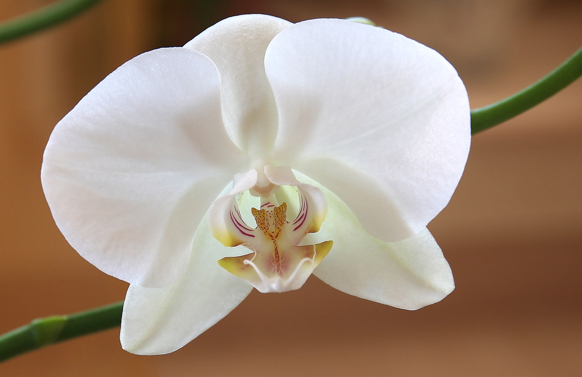Orchidea bianca.
