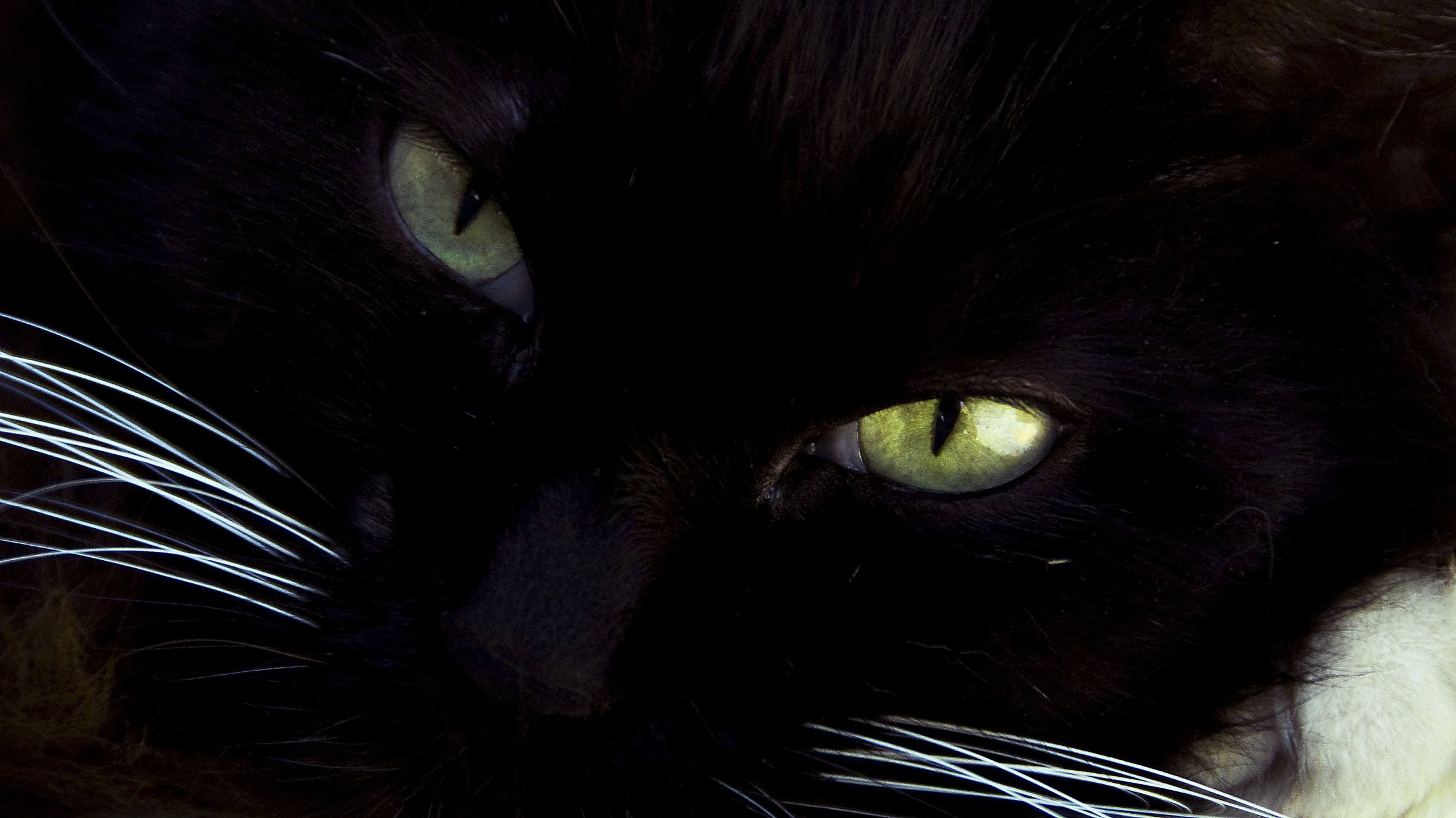 Gattone appena svegliato