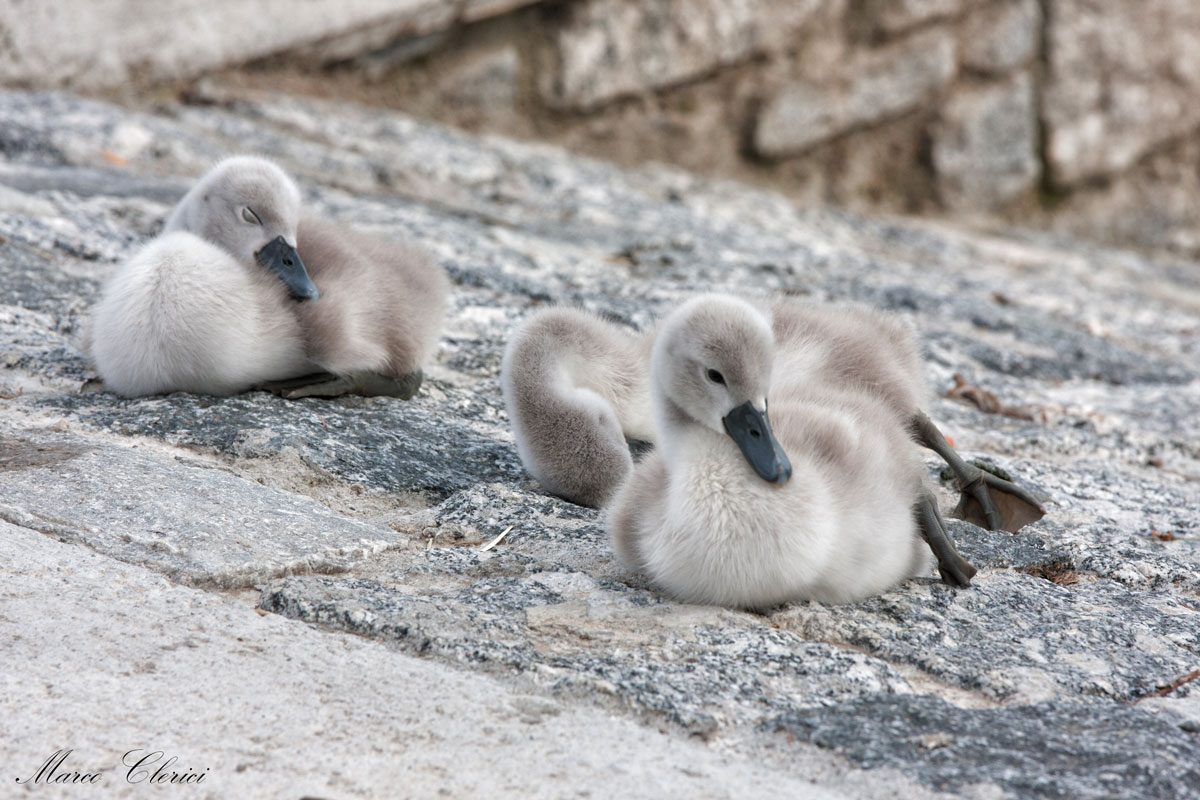 La Tenerezza Di Essere Piccoli