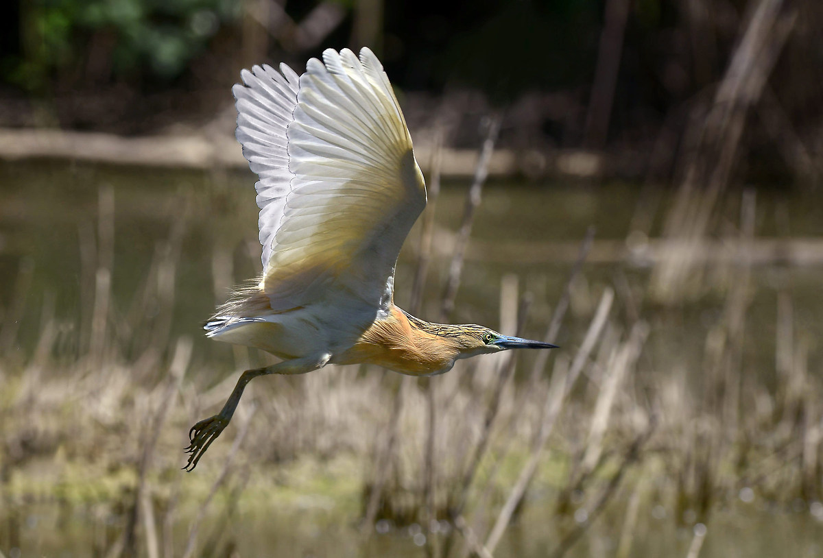 sgarza ciuffetto volante