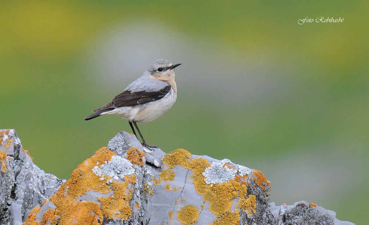 Culbianco...multicolor...