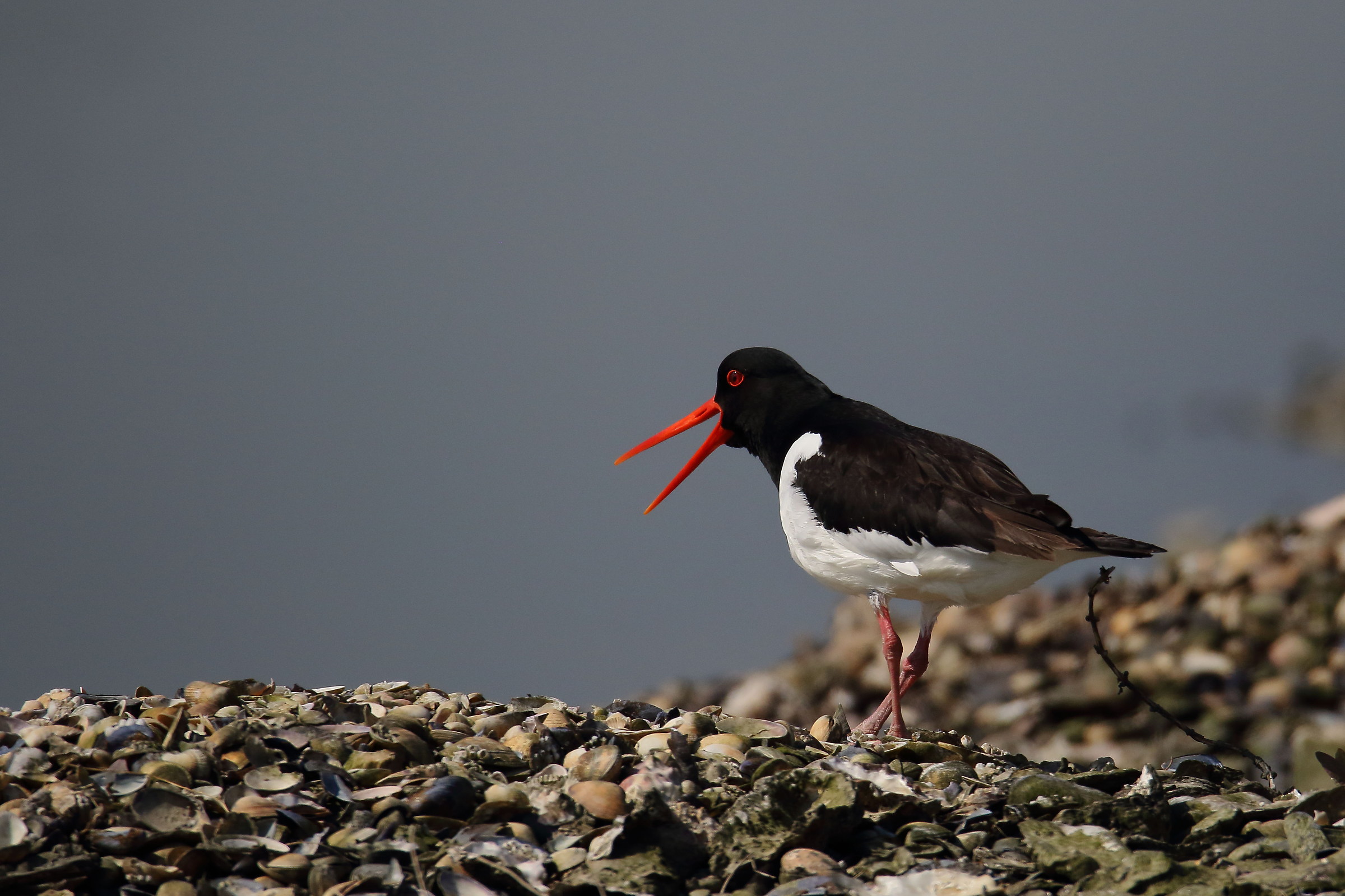 oystercatcher