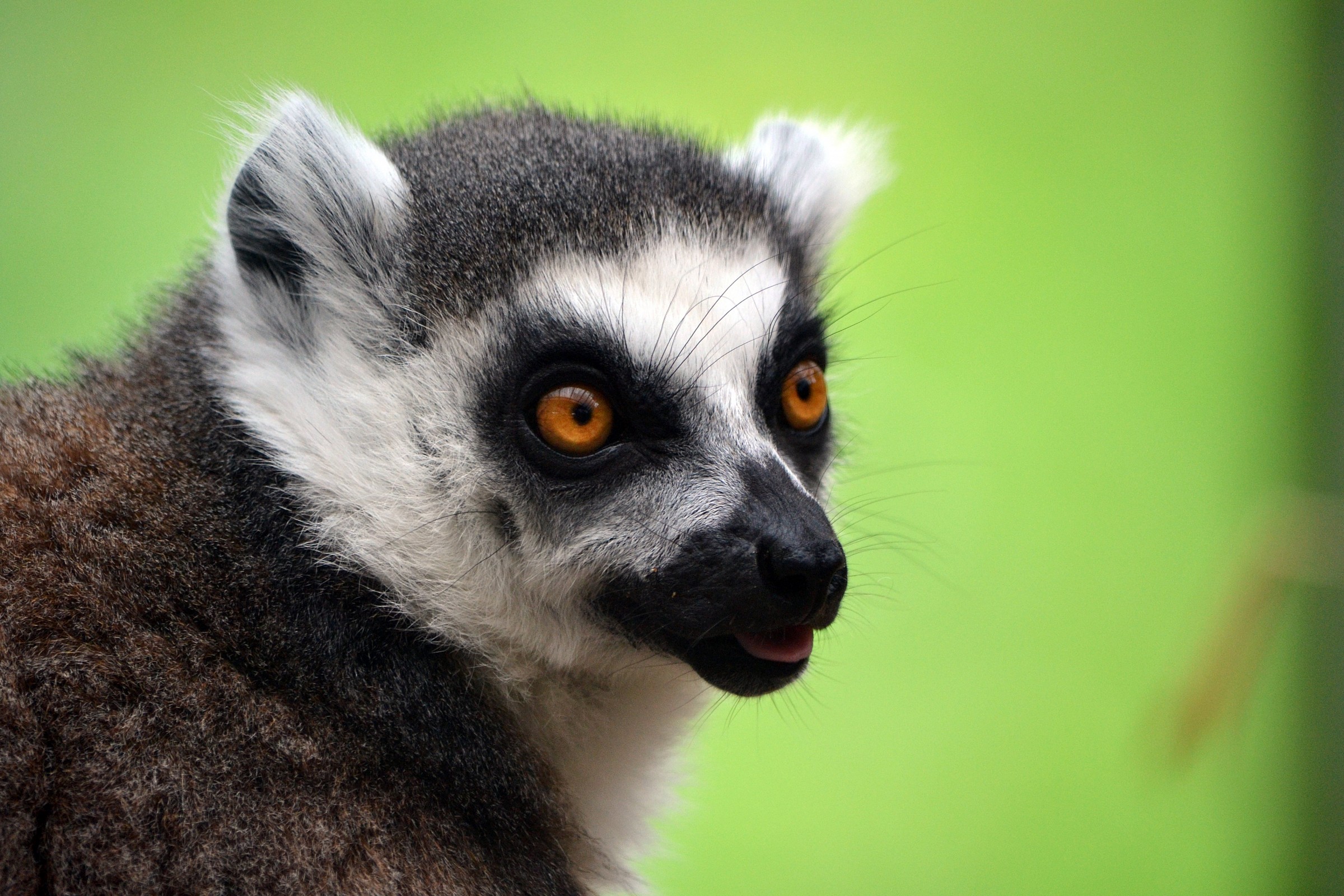Lemur catta