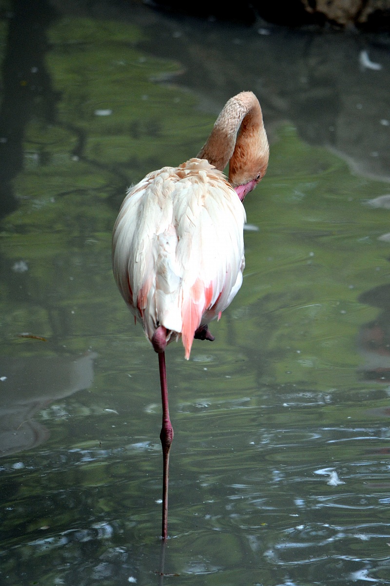 Flamingo
