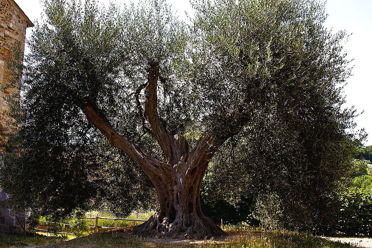 Ulivo a S.Antimo