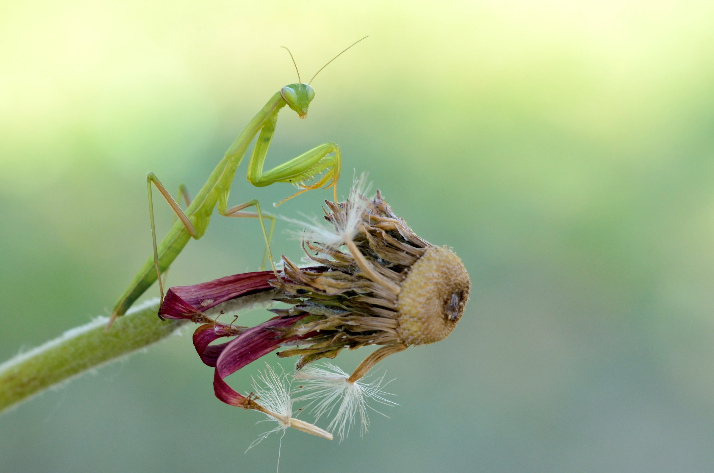 Mantis religiosa in posa