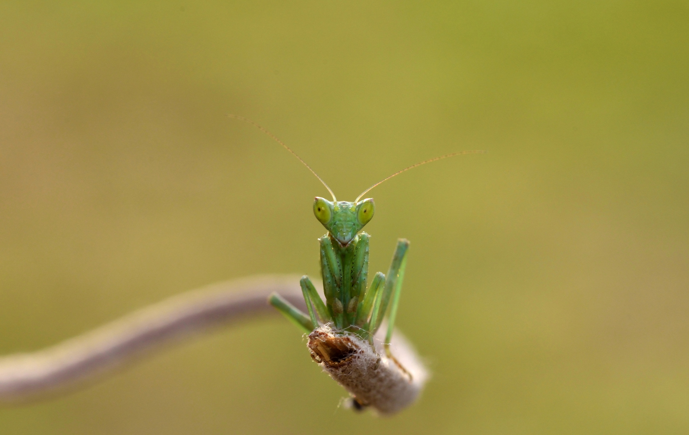 Guardami negli occhi..