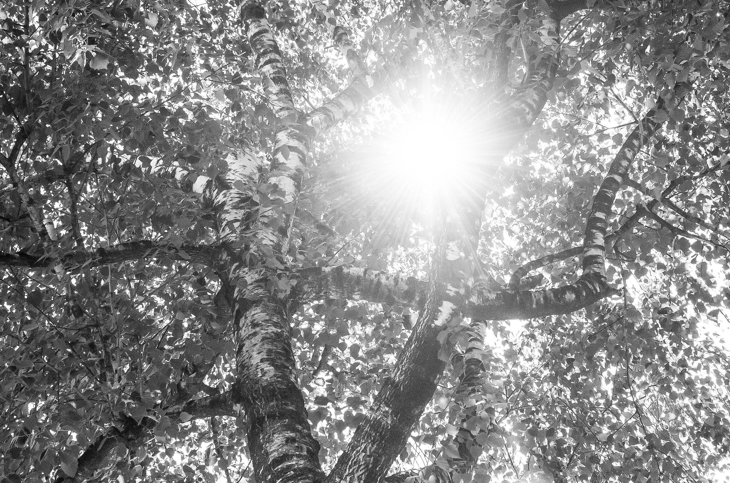 It broke the summer - better to stay under a albero--