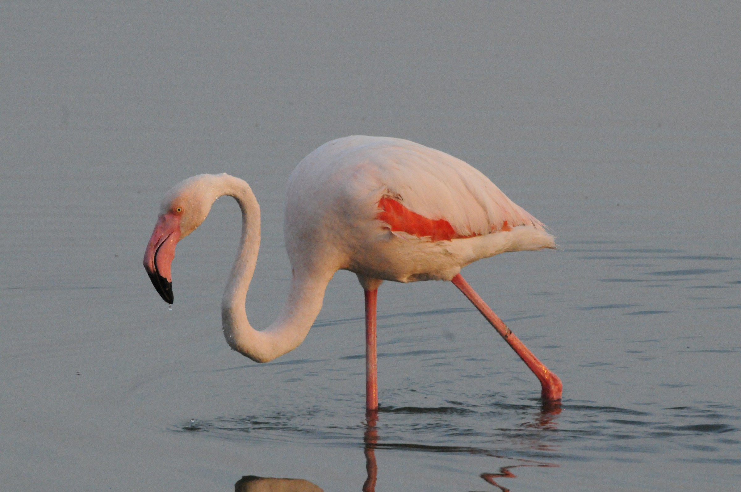 1 Flamingo