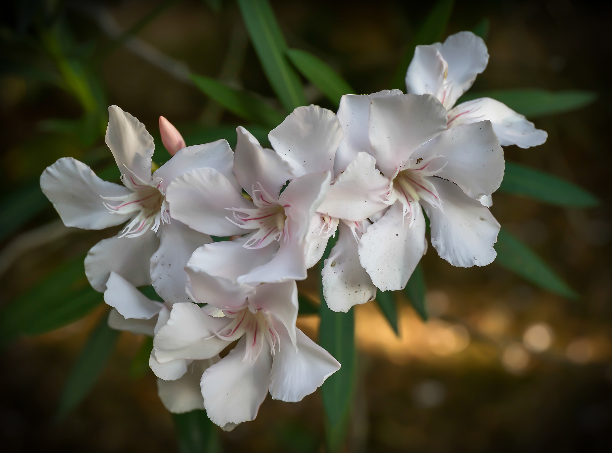 semplicemente un oleandro...