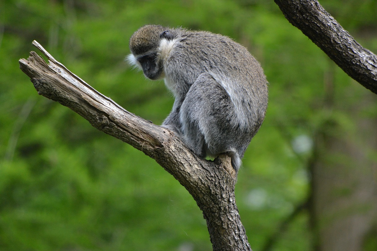 Vervet