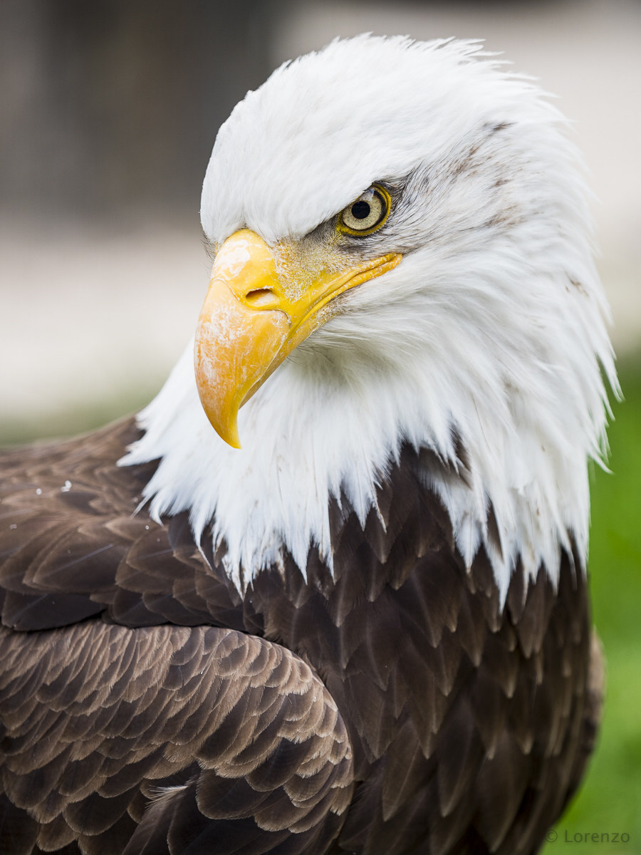 aquila di mare testabianca