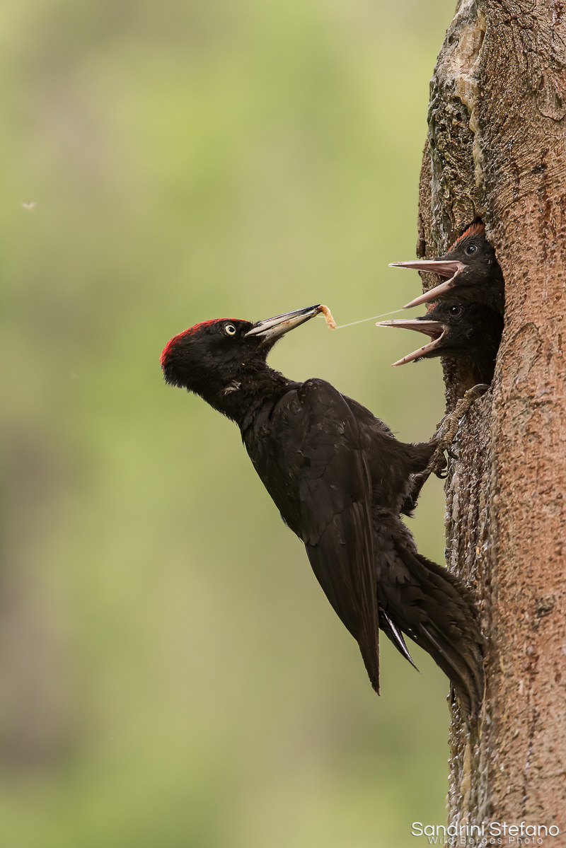Woodpecker Black cue