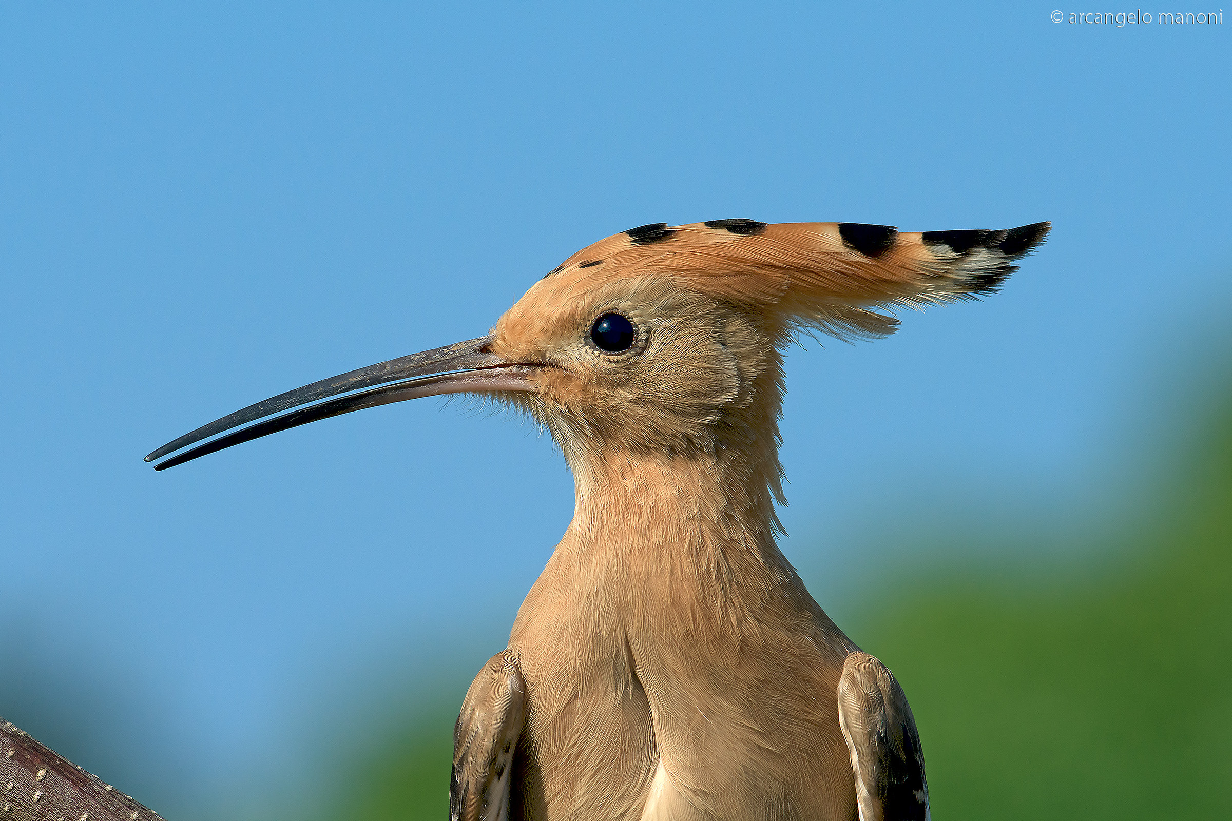 Portrait hoopoe